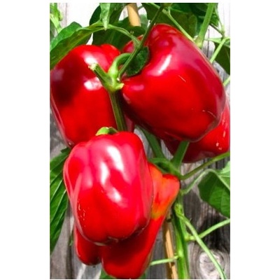 Paprika Roberta F1 - Capsicum annuum - Semiačka - 6 ks