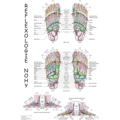 Plakát reflexologie nohy 63x47cm – Zbozi.Blesk.cz