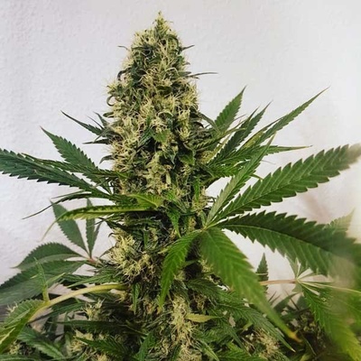 Freedom Of Seeds Freedom Haze regular semena neobsahují THC 5 ks
