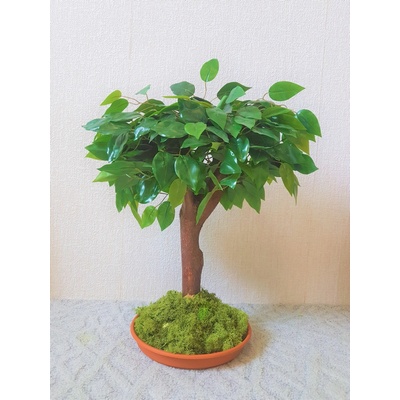 Bonsaj benjamin 60cm