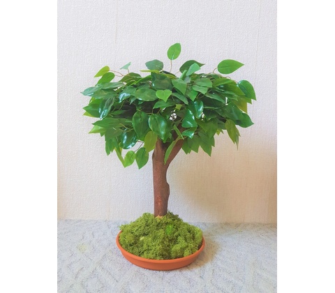 Bonsaj benjamin 60cm