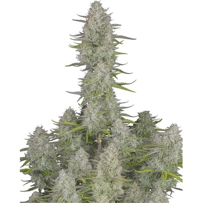 420 Fast Buds Wedding Cheesecake AUTO semena neobsahují THC 3 ks