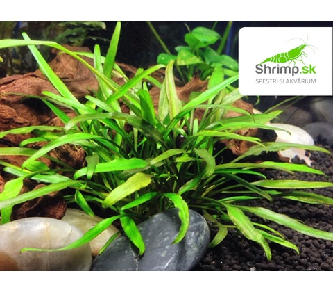 Cryptocoryne Lucens