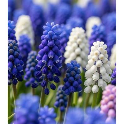 Směs modřenců Muscari mix prodej cibulovin 15 ks