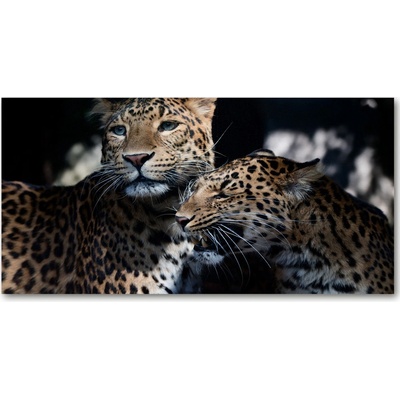 Fotoobraz na skle dva leopardy 100x50 cm