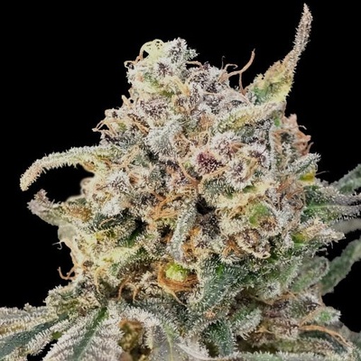 Advanced Seeds Auto Somango Glue semienka neobsahujú THC 1 ks