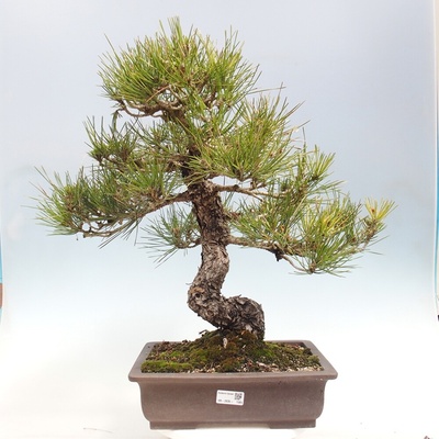 e-bonsai Venkovní bonsai - Pinus thunbergii - Borovice thunbergova