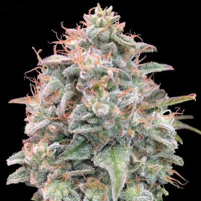 Advanced Seeds Auto Banana Cookies semienka neobsahujú THC 1 ks