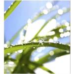 DIMEX ART Флизелинов фототапет трева с роса 225 x 250 см