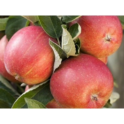 Jabloň Braeburn, podpník M26, voľnok.