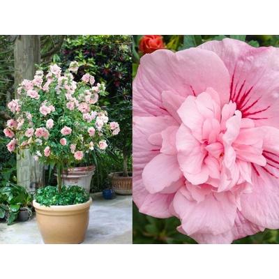 Ibištek sýrsky Pink Chiffon na cca 70cm kmienku, výška 100-120cm, kont. 5 l