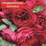 Tantau® Роза Gospel®