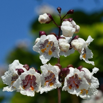 Katalpa trubačovitá - Catalpa bignonioides - semena - 8 ks