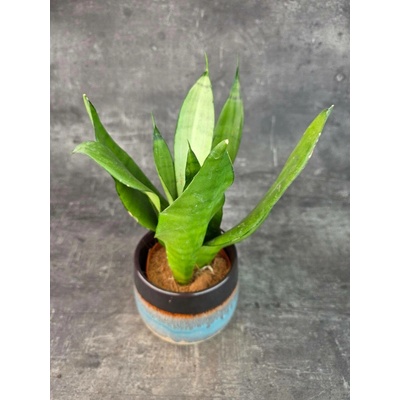 Sansevieria trifasciata ‘Moonshine’ 12 cm