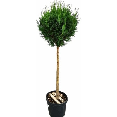 Cyprusovec leylandský Pyramidalis na 70-80 cm kmienku, výška 125-150 cm, kvetináč 25 l