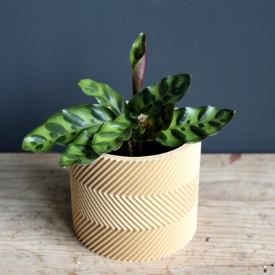 Calathea Lancifolia baby