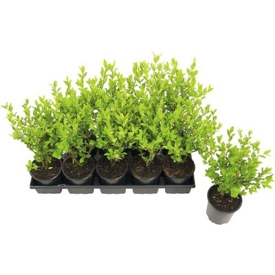 Vtáčí zob vajcovitolistý FloraSelf Ligustrum ovalifolium 20-40 cm kvetináč 0,6 l