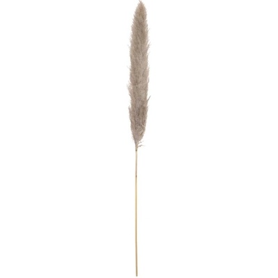 JOLIPA Pampas tráva, sušený klas, natural, 137cm