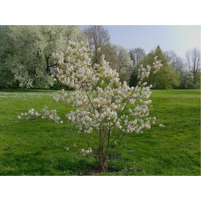 Muchovník lamarckov, výška 70-100cm, kvetináč 5 l