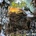 Mortillery - Shapeshifter CD