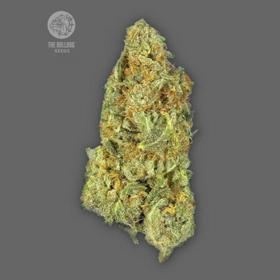 The Bulldog Seeds Gorilla Auto semienka neobsahujú THC 3 ks