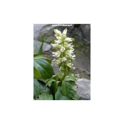 Pachysandra terminalis 'Green Carpet' - Tlustonitník klasnatý