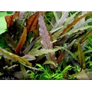 Cryptocoryne petchii