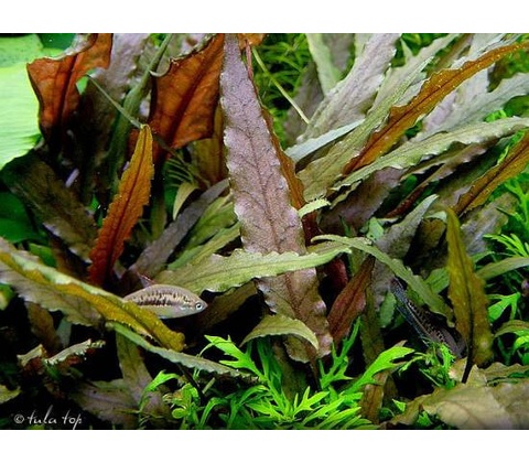 Cryptocoryne petchii