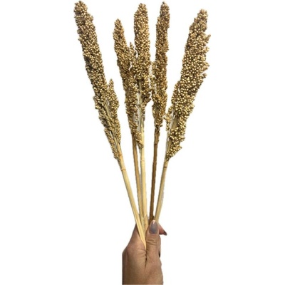 Čirok (Sorghum) přírodní svazek 5ks