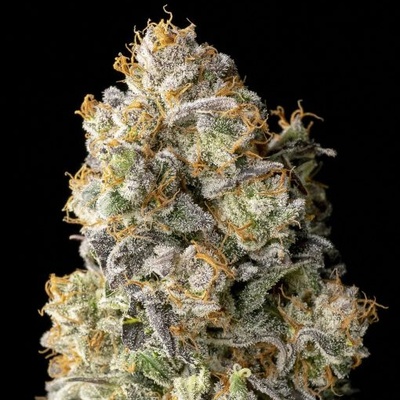 Advanced Seeds Acai Mintz semienka neobsahujú THC 1 ks