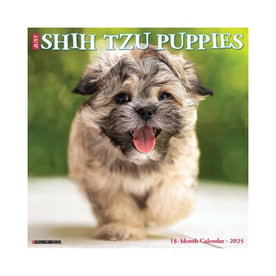Shih Tzu Puppies 12 X 12 Wall 2026