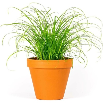 Gardners Cyperus Zumula, průměr 12 cm Šáchor, kočičí tráva