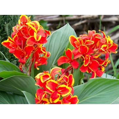 Kana indická Cannova Red Golden Flame