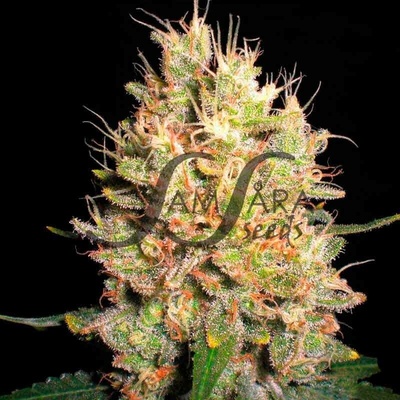 Samsara Crazy Miss Hyde semena neobsahuji THC 10 ks