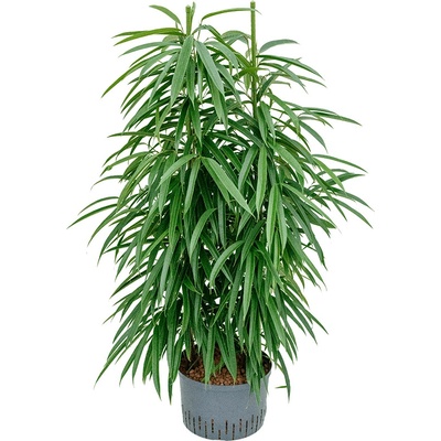 Fikus - Ficus binnendijkii "Alii" 2pp 28/19 výška 110 cm