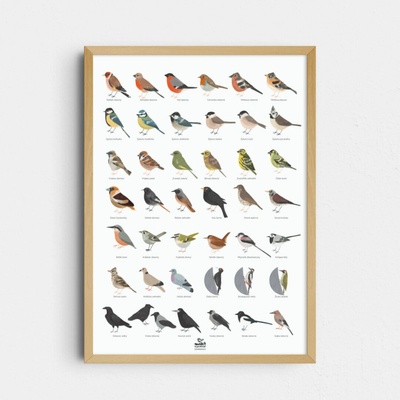Tisk Markét Ilustrace Naši ptáci