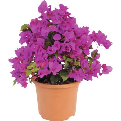 Bugenvilea FloraSelf Bougainvillea sanderiana 'Renate' výška 35 cm kvetináč Ø 19 cm