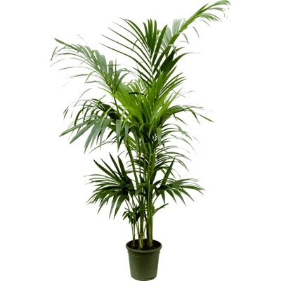 Kentia (Howea) forsteriana bush extra 24x170 cm
