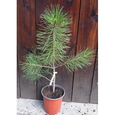 Borovica ťažká (Pinus ponderosa) veľkosť 60+cm