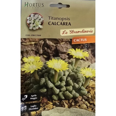Hortus Титанопсис (Titanopsis calcarea)