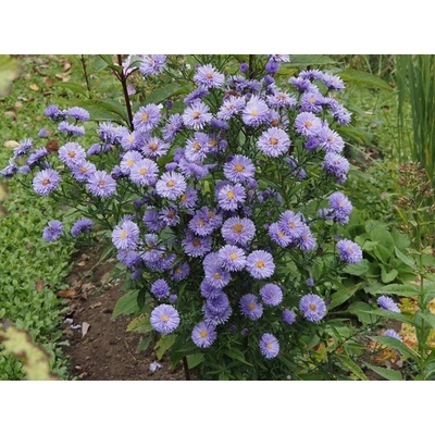 Astra novobelgická Marie Ballard - Aster, kont. 0,5 l