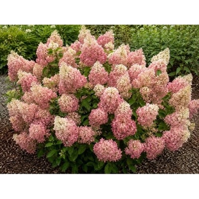 Hortenzia metlinatá (Hydrangea paniculata) ‘PINK DIAMOND’ - výška 20-30 cm, kont. C2L