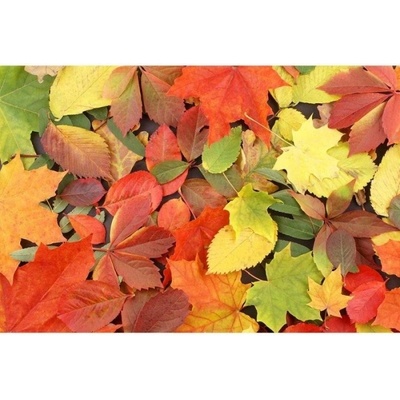 DIMEX ART Флизелинов фототапет многоцветни листа 375 x 250 см