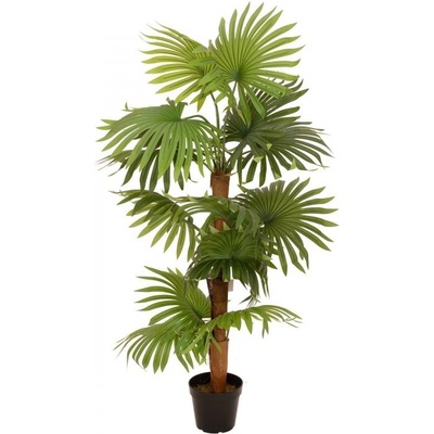 Vějířová palma, 130 cm