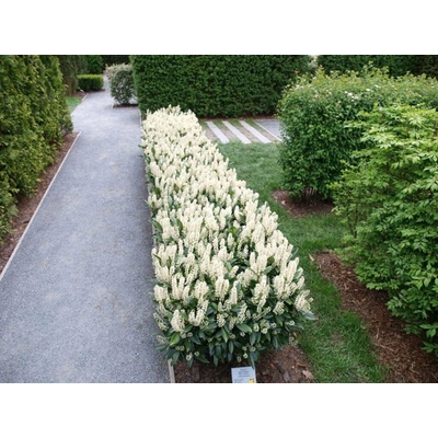 Vavrínovec lekársky Otto Luyken, výška 20-40 cm, kvetináč 3 l