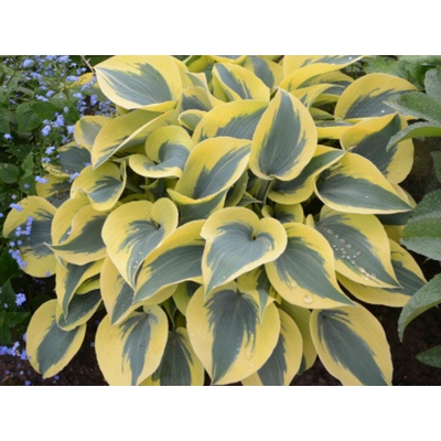 Hosta Autumn Frost