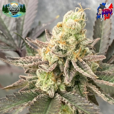 Nasha Genetics ZOAP LINE Zizu semienka neobsahujú THC 10 ks