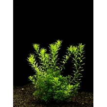 Rotala sp. najean