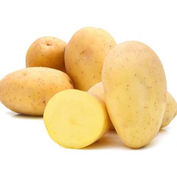 Sadbové brambory Monique - Solanum tuberosum - brambory - 10 ks