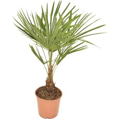 Palma konopná FloraSelf Trachycarpus fortunei výška 50-60 cm kvetináč Ø 20 cm